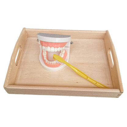 Denture Tooth Model