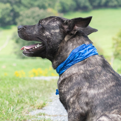 Blue Abstract Pup Scruff-3