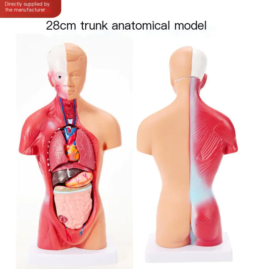 28cm Human Anatomy Model with Removable Organs