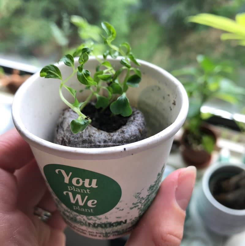 Forest Ambassador Pack, We Plant 300 More Trees-1