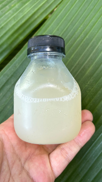 Hawaii Cacao Pulp Nectar by CRAFTRY-1