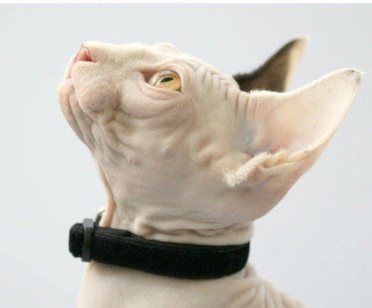 Soft Black Velvet Cat Collar-0