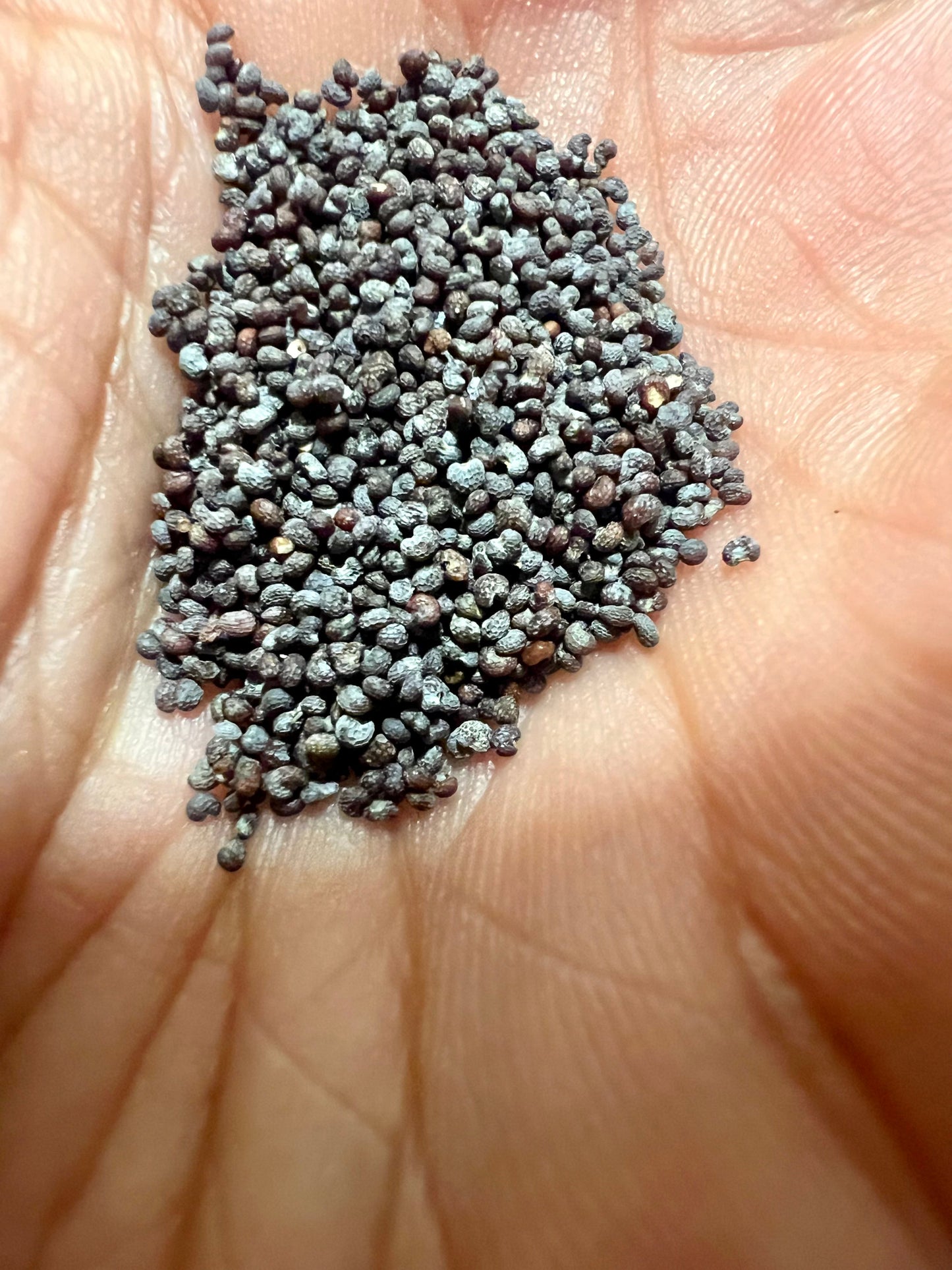 Blue Poppy Spain Seeds - Papaver Somniferum - Multicolor - Ornamental Garden Bloom-1