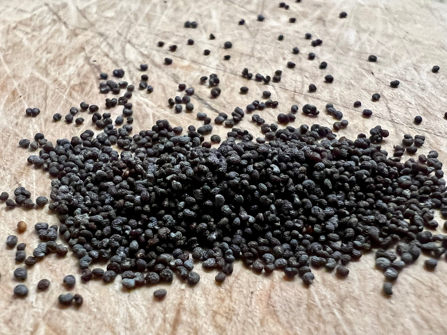 Blue Poppy Spain Seeds - Papaver Somniferum - Multicolor - Ornamental Garden Bloom-0