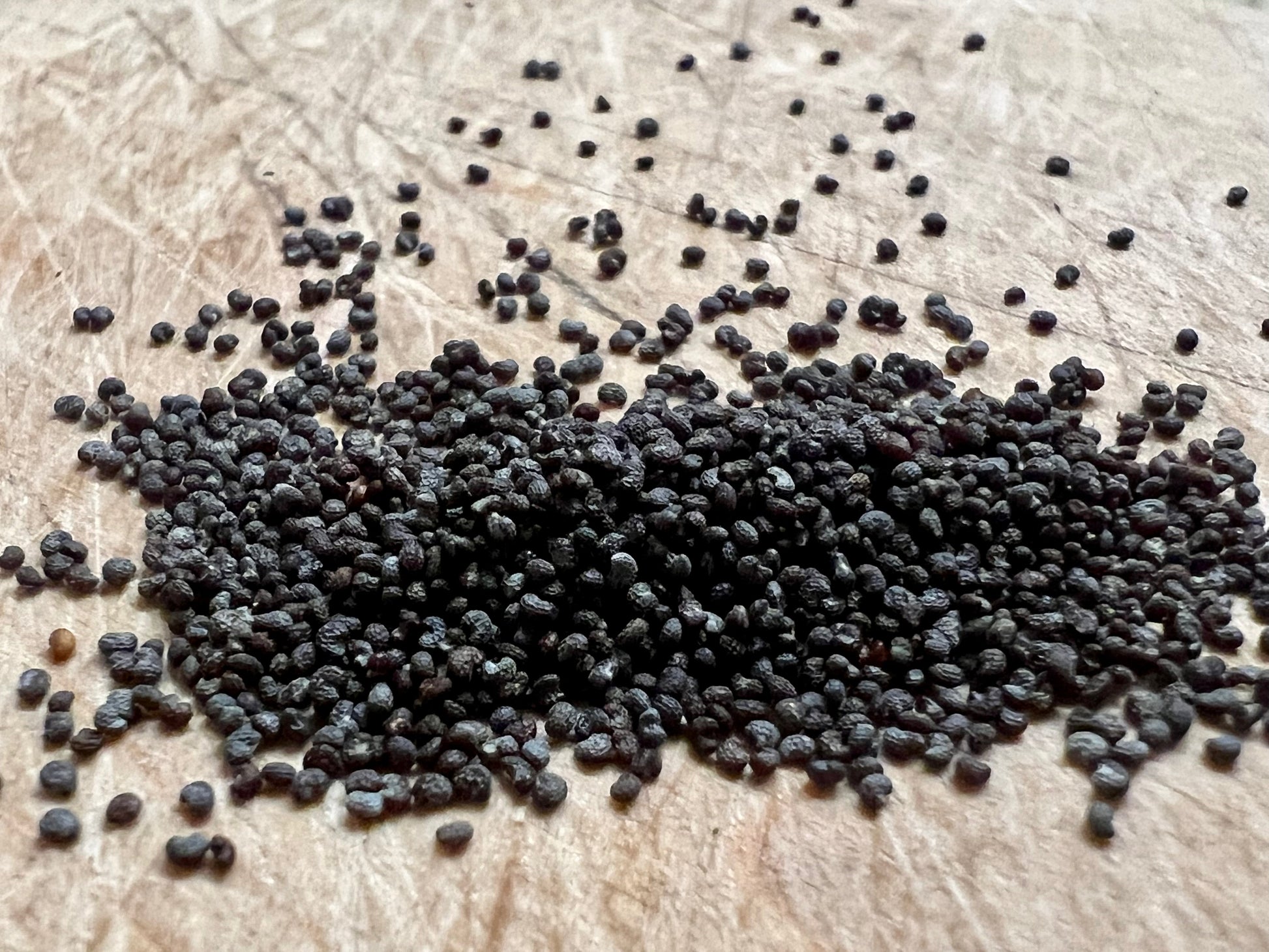 Blue Poppy Spain Seeds - Papaver Somniferum - Multicolor - Ornamental Garden Bloom-0