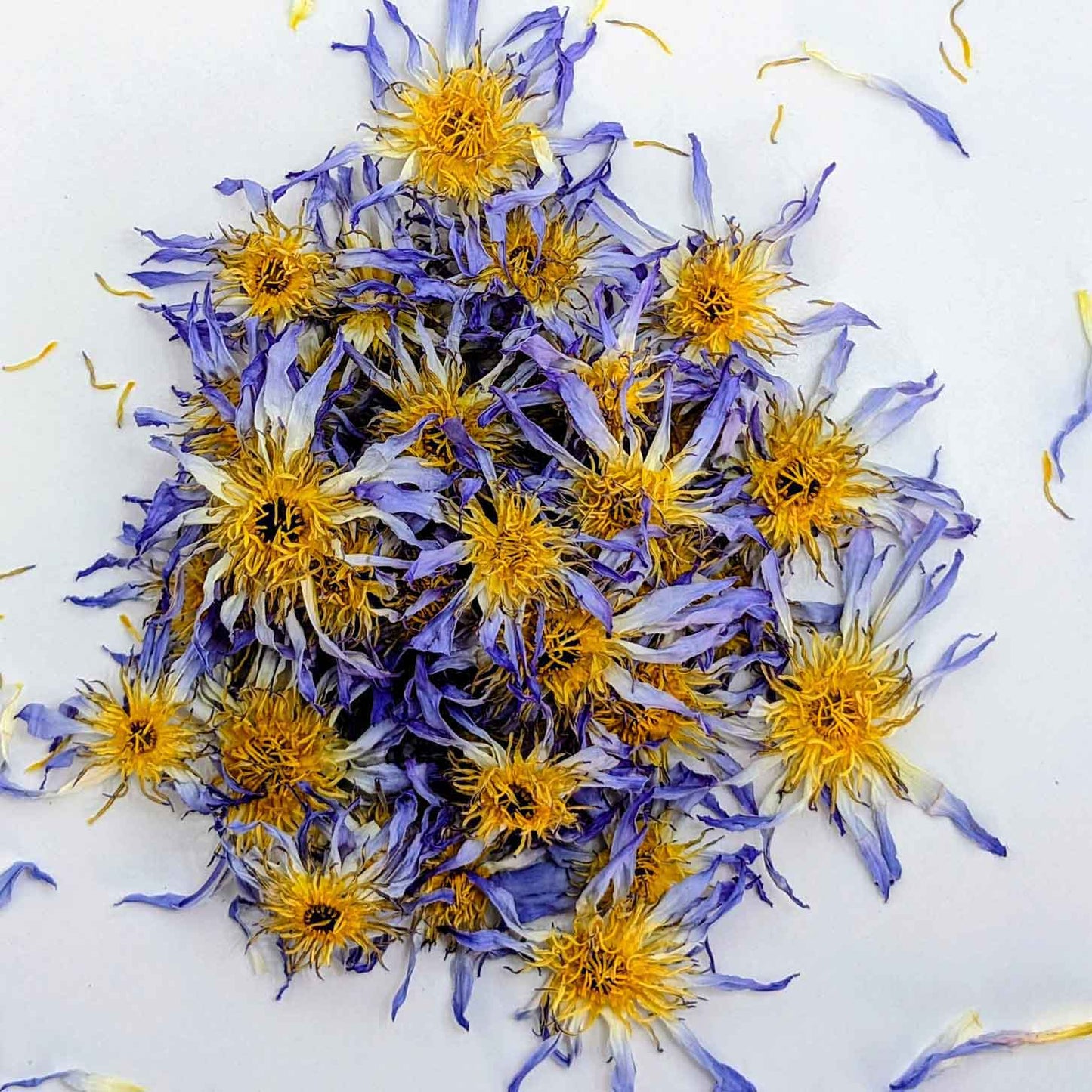 Egyptian Blue Lotus Flowers – Dried Nymphaea Caerulea for Tea, Relaxation & Wellness | Ceylon organic-3