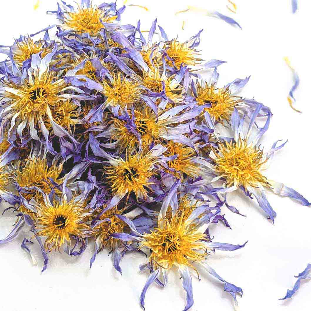 Egyptian Blue Lotus Flowers – Dried Nymphaea Caerulea for Tea, Relaxation & Wellness | Ceylon organic-4